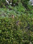 Cdn Rockies Adventure (Aug 2010) - Talus - 083
